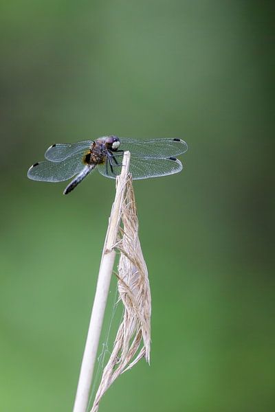 Witsnuitlibel van Karin van Rooijen Fotografie