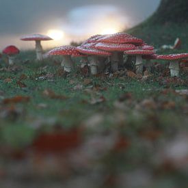 Gruppe von Fliegenpilzen am Straßenrand in Hoogeveen von Ronald Wilfred Jansen