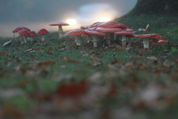 Gruppe von Fliegenpilzen am Straßenrand in Hoogeveen von Ronald Wilfred Jansen