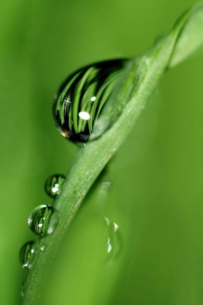 Pluie de printemps par Marlies Prieckaerts