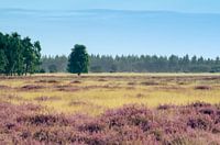 Strabrechtse Heide 121