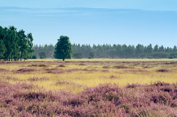 Strabrechtse Heide 121