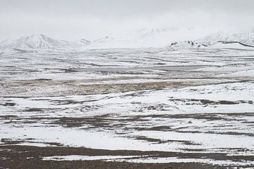 Blanc d'Islande sur Tiny Hoving-Brands