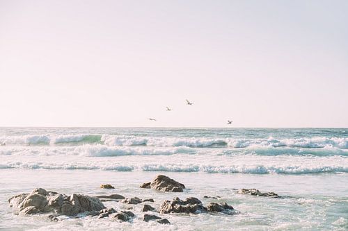 Pélicans au-dessus de l'océan