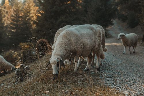 Moutons en train de paître près de la route de gravier dans les collines et les montagnes de Rogove,