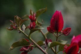 Bougainvillea von Marga de Dobbelaere
