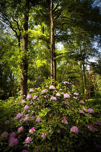 Rhododendron