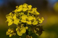 Alyssum