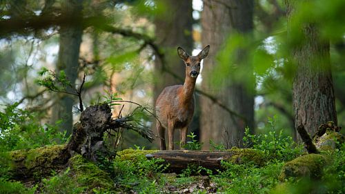 Blickkontakt mit einem Rehwild