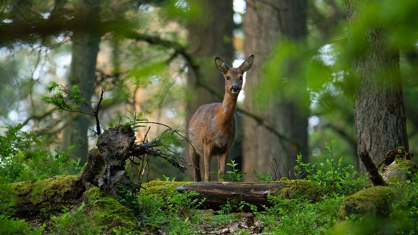 Eye contact with a roe deer by Hajar Bakali