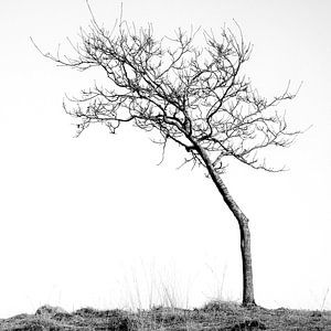 Against the wind