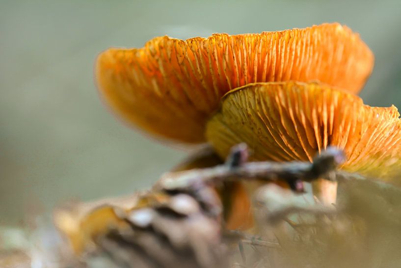 champignons orange par Tania Perneel