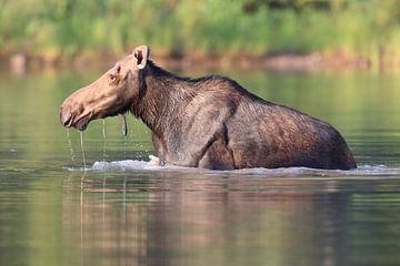 Moose cow eating water plants in Lake Glacier National Park in Montana, USA by Frank Fichtmüller