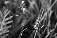 Marsh grasshopper