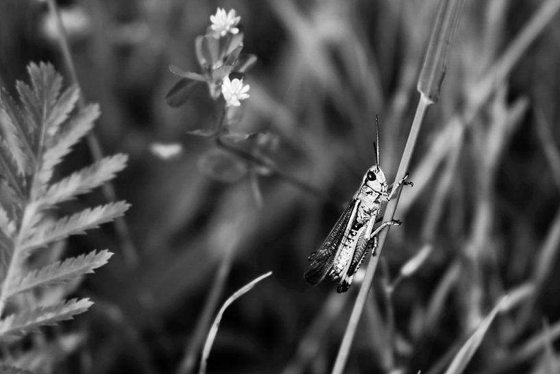 Marsh grasshopper by Emma Wilms