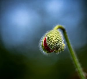 Knospende Mohnblume, Sehnsucht nach mehr