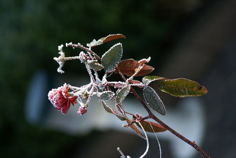 winter kan mooi zijn von Beer Foto