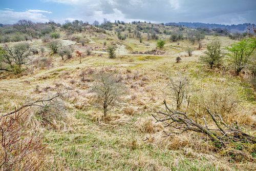 Dünen im Kennemerland