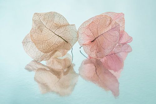 Stilleven van gedroogde blaadjes in pastelkleuren