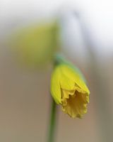 Narcis