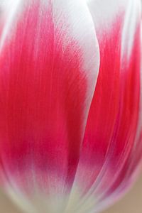 Tulp