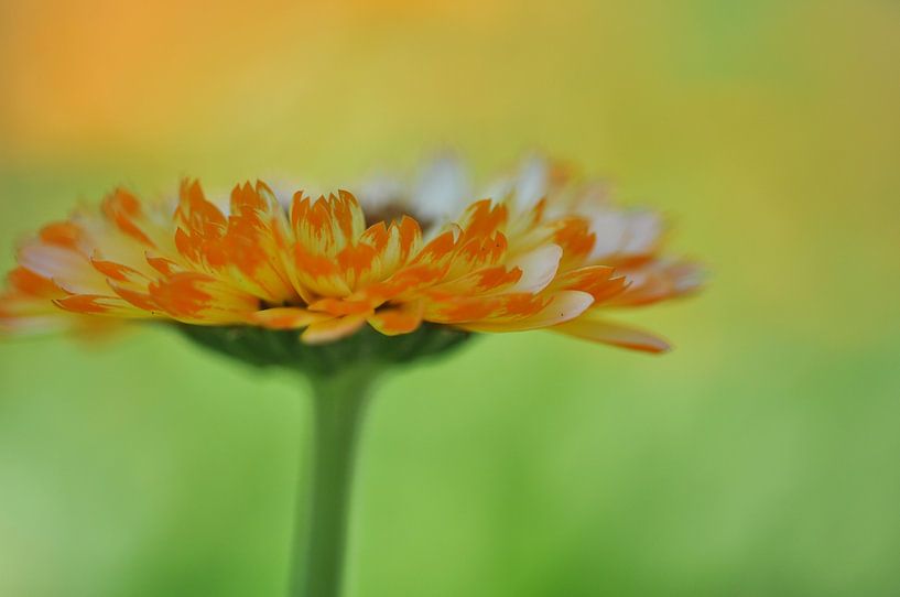 Warmes Orange III von Bianca Dekkers-van Uden