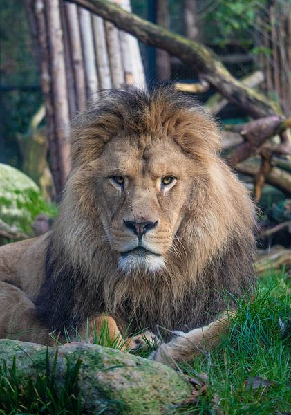 The king of the animal kingdom by De fotograafer