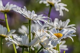 Margriet von Bart Zeegers