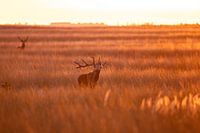 Red deer rutting in golden light