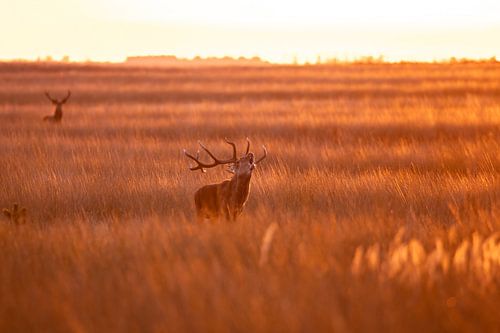 Edelhertenbronst in gouden licht