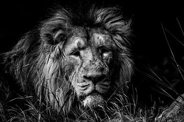 De majestueuze leeuw in zwart en wit op zoek naar een prooi. van Joeri Mostmans