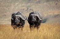 Twee Buffalos in het hoge gras van Ngorongoro, Tanzania van Ruben Bleichrodt thumbnail