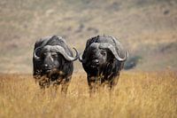 Twee Buffalos in het hoge gras van Ngorongoro, Tanzania