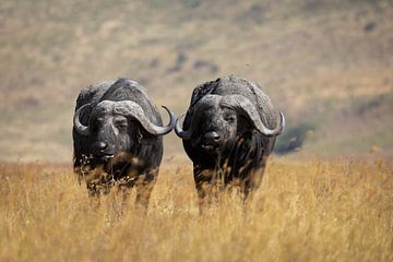 Twee Buffalos in het hoge gras van Ngorongoro, Tanzania van Ruben Bleichrodt