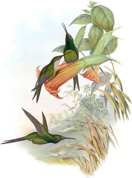 Impératrice de colibri, John Gould par Hummingbirds