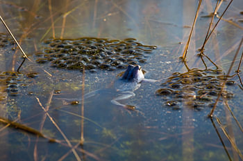 Blauer Frosch schwimmt zwischen Froschlaichen in einem Moor