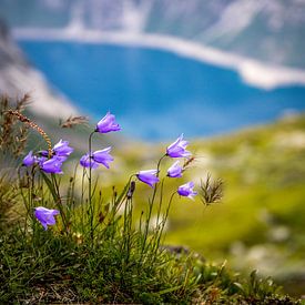 Trolltunga: Purple Bellflower at Ringedalsvatnet by Be More Outdoor