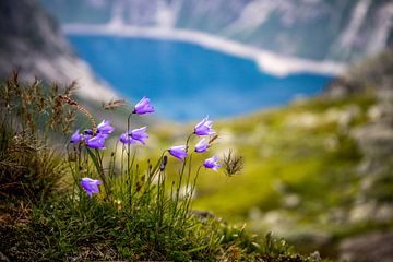 Trolltunga: Paarse klokjesbloem bij het meer van Ringedalsvatnet (Noorwegen) van Be More Outdoor