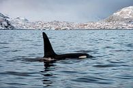 Orka/Orca van Merijn Loch thumbnail