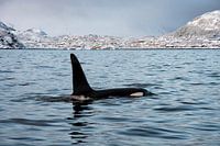 Orka/Orca