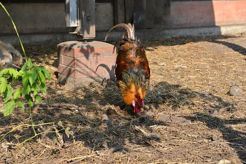 Trotse, kleurrijke haan op de kinderboerderij