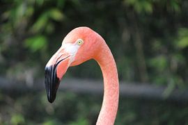 Flamingo van Berg Photostore