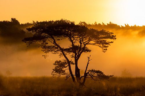 Le soleil à travers la brume du matin