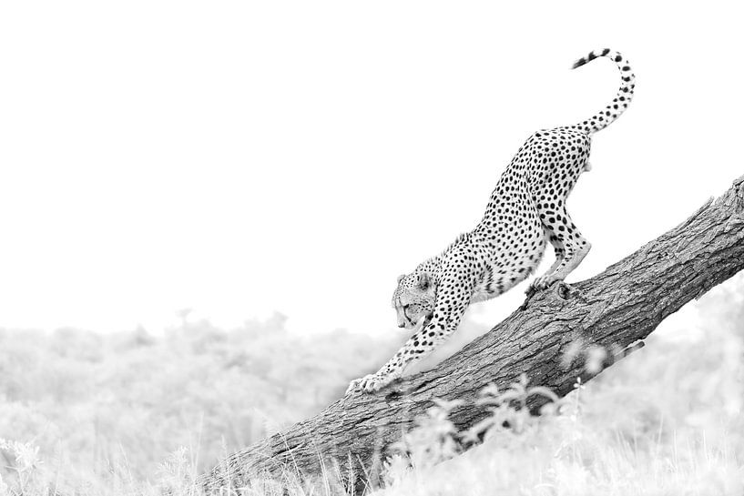 Cheetah in black and white, South Africa by Milou Hinssen