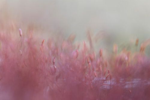 La couleur au service de la douceur - nature morte en rose sur Ellen Metz
