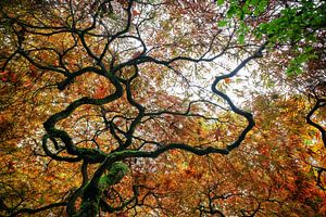 Schöner gewundener Baum in Herbstfarben