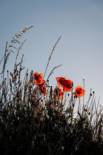 Klaprozen Gloeiend in het Avondlicht tussen Hoog Gras