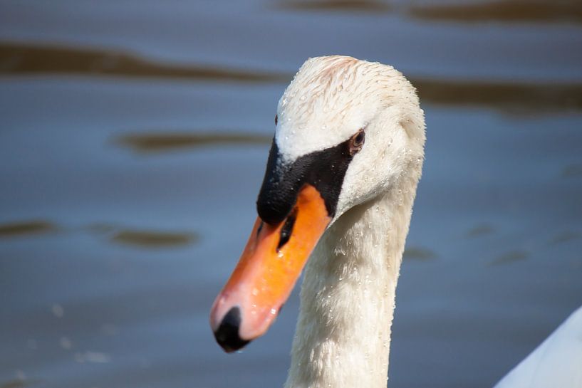 Cygne 2 par Roger Hagelstein