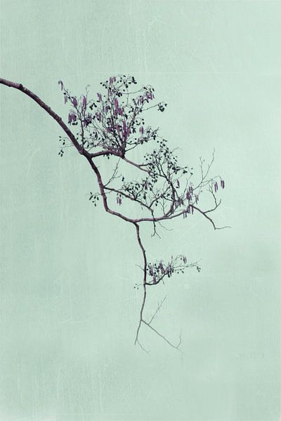 The branch by FellundFarbe
