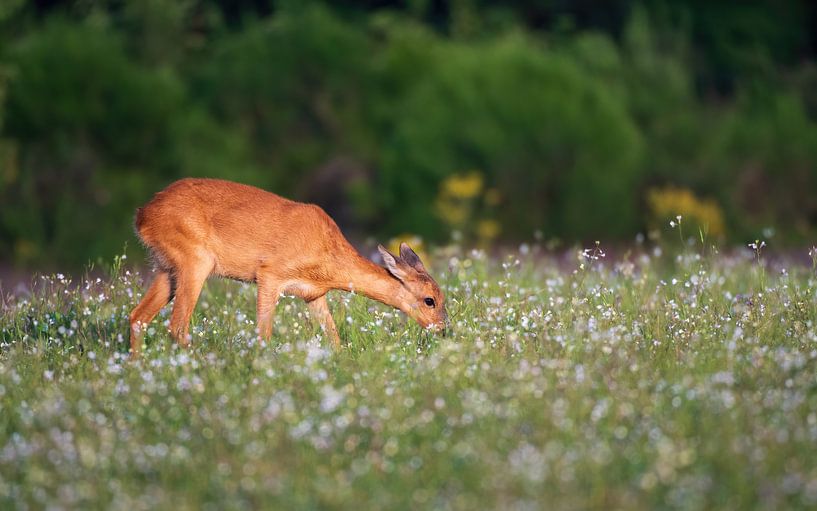roe deer by Andy van der Steen - Fotografie